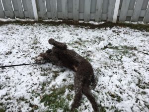 SnowAngel3